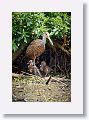 04a-089 * Limpkin with chicks * Limpkin with chicks