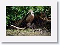 04a-090 * Limpkin with chicks * Limpkin with chicks