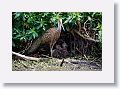 04a-091 * Limpkin with chicks * Limpkin with chicks