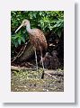 04a-092 * Limpkin with chicks * Limpkin with chicks