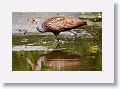 04a-093 * Limpkin * Limpkin