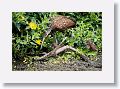 04a-094 * Limpkin with chicks * Limpkin with chicks