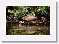 04a-108 * Limpkin with chicks * Limpkin with chicks