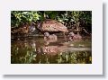 04a-111 * Limpkin with chicks * Limpkin with chicks