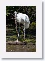 04b-001 * Wood Stork * Wood Stork