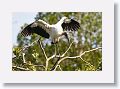 04b-003 * Wood Stork * Wood Stork