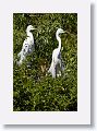 04b-011 * Great Egrets * Great Egrets