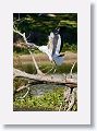 04b-012 * Wood Stork * Wood Stork