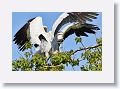 04b-016 * Wood Storks * Wood Storks