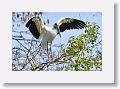 04b-020 * Wood Stork * Wood Stork