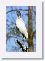 04b-021 * Wood Stork * Wood Stork