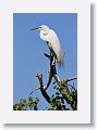 04b-025 * Great Egret * Great Egret