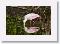 04b-026 * Roseate Spoonbill * Roseate Spoonbill