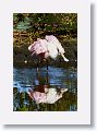 04b-027 * Roseate Spoonbill * Roseate Spoonbill