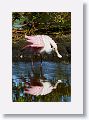 04b-028 * Roseate Spoonbill * Roseate Spoonbill