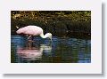 04b-033 * Roseate Spoonbill * Roseate Spoonbill