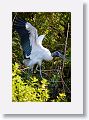 04b-035 * Wood Stork * Wood Stork