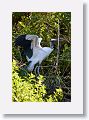 04b-036 * Wood Stork * Wood Stork