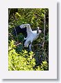 04b-038 * Wood Stork * Wood Stork