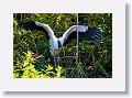 04b-039 * Wood Stork * Wood Stork