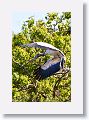 04b-041 * Wood Stork * Wood Stork