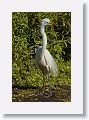 04b-045 * Great Egret * Great Egret