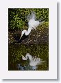 04b-047 * Great Egret * Great Egret