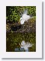 04b-049 * Great Egret * Great Egret