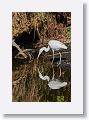 04b-053 * Little Blue Heron, first year * Little Blue Heron, first year