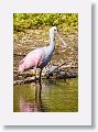 04b-058 * Roseate Spoonbill * Roseate Spoonbill