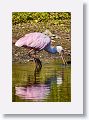 04b-060 * Roseate Spoonbill * Roseate Spoonbill