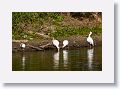 04b-061 * White Ibis and Roseate Spoonbill * White Ibis and Roseate Spoonbill