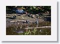 04b-066 * Common Gallinule with chicks * Common Gallinule with chicks