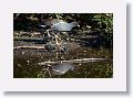 04b-068 * Common Gallinule with chicks * Common Gallinule with chicks