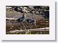 04b-070 * Common Gallinule chicks * Common Gallinule chicks