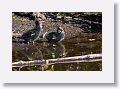 04b-071 * Common Gallinule chicks * Common Gallinule chicks