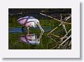 04b-073 * Roseate Spoonbill * Roseate Spoonbill