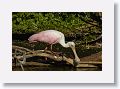 04b-074 * Roseate Spoonbill * Roseate Spoonbill