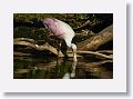 04b-075 * Roseate Spoonbill * Roseate Spoonbill