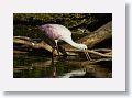 04b-076 * Roseate Spoonbill * Roseate Spoonbill