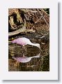 04b-077 * Roseate Spoonbill * Roseate Spoonbill