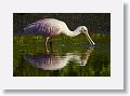 04b-078 * Roseate Spoonbill * Roseate Spoonbill