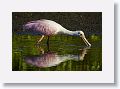 04b-079 * Roseate Spoonbill * Roseate Spoonbill