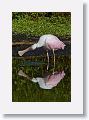 04b-080 * Roseate Spoonbill * Roseate Spoonbill