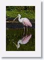 04b-083 * Roseate Spoonbill * Roseate Spoonbill