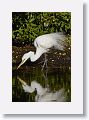 04b-085 * Great Egret * Great Egret