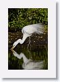 04b-086 * Great Egret * Great Egret