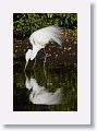 04b-087 * Great Egret * Great Egret