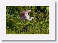 04b-093 * Roseate Spoonbill * Roseate Spoonbill