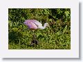 04b-094 * Roseate Spoonbill * Roseate Spoonbill